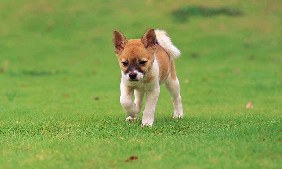 江西叮叮宠物商业计划书案例